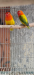 Love Bird
